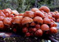 Penis Envy Mushrooms, The Best Experience To Relieve From Stress