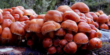 Penis Envy Mushrooms, The Best Experience To Relieve From Stress