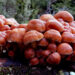 Penis Envy Mushrooms, The Best Experience To Relieve From Stress