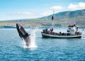 Beyond the Horizon: Captivating Stories from Sydney’s Whale Watching Tours