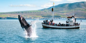 Beyond the Horizon: Captivating Stories from Sydney’s Whale Watching Tours