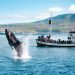 Beyond the Horizon: Captivating Stories from Sydney’s Whale Watching Tours