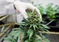 How do you maintain your system after a THC detox?