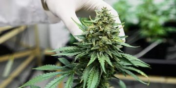 How do you maintain your system after a THC detox?